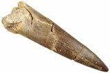 Fossil Plesiosaur (Zarafasaura) Tooth - Morocco #296349-1